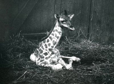 Ein etwa 7 Stunden altes Baby-Giraffe, sitzend im Heu im Londoner Zoo, März 1913 von Frederick William Bond